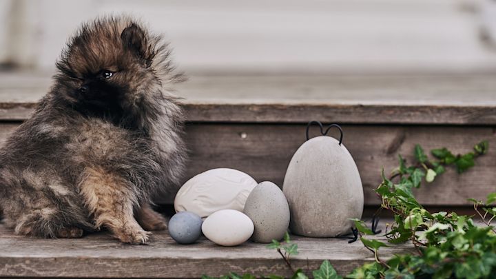 Et blått egg gjemmer seg blant dekorative egg på trappene som en del av en påskeeggjakt og hunden har funnet det!