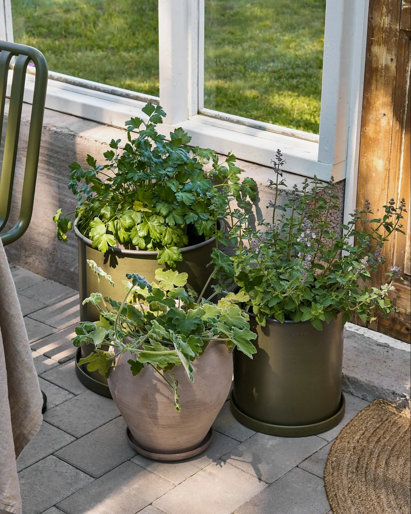 Tre potteplanter på en grå uteplass ved et vindu. To planter er i olivengrønne potter, en i en beige terrakottapotte.