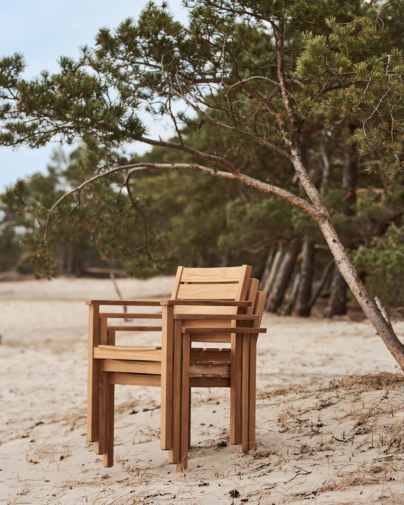 Stablede trestoler på en sandstrand ved siden av et furutre.
