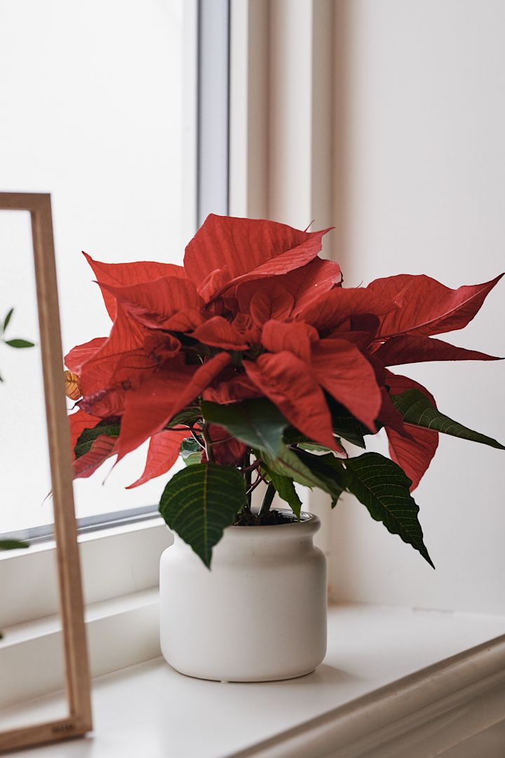 En rød julestjerne skaper julestemning i vinduet, der den står i en hvit krukke fra DBKD.