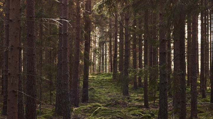 Hvordan innrede hytta - hent inspirasjon fra naturen rundt! Her ser du en vakker skog.