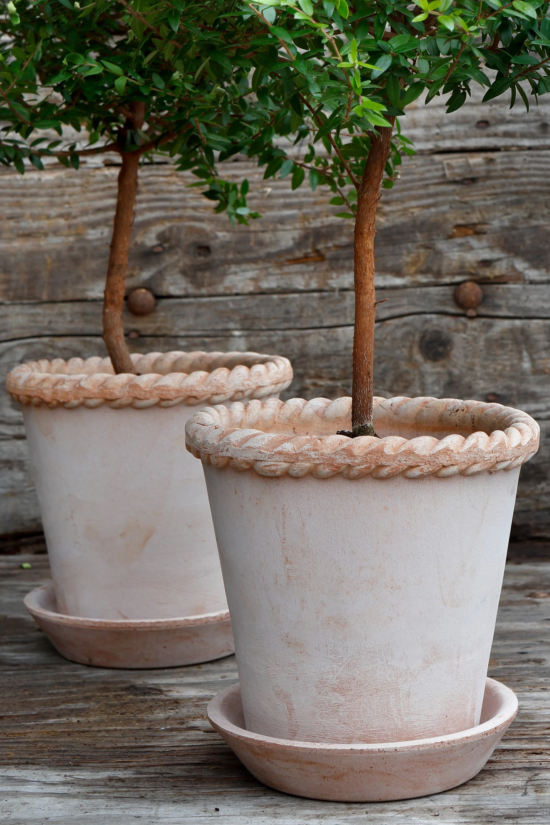 To store krukker i terrakotta fra Bergs Potter. Emilia-krukken i lys terrakotta har et stilrent design med glatt overflate og flettet kant øverst. Her plantet med et stort, frodig tre.