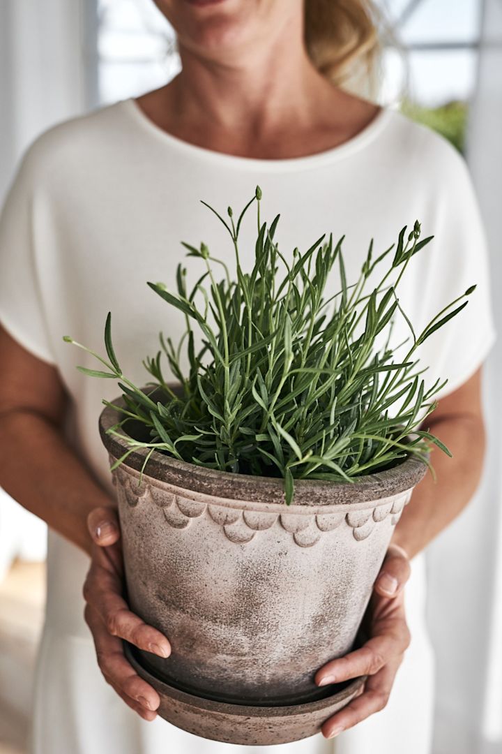 København-krukke i grå terrakotta fra Bergs Potter, her med duftende lavendel.